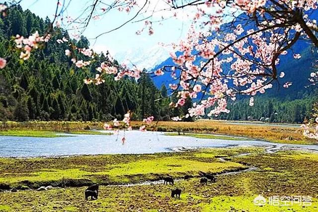 清明祭祖，是我們民族傳統(tǒng)，它的意義何在？