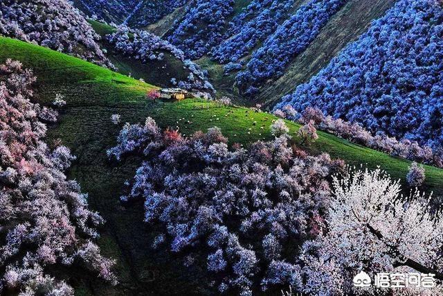 你最想去新疆哪個景區(qū)旅游？為什么？